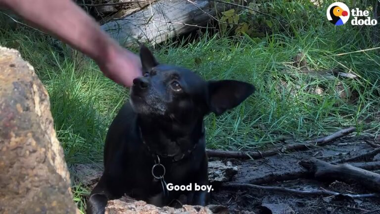 Washington Hiker Finds Scared Dog In The Middle Of Nowhere And Uses Clever Trick To Save Him
