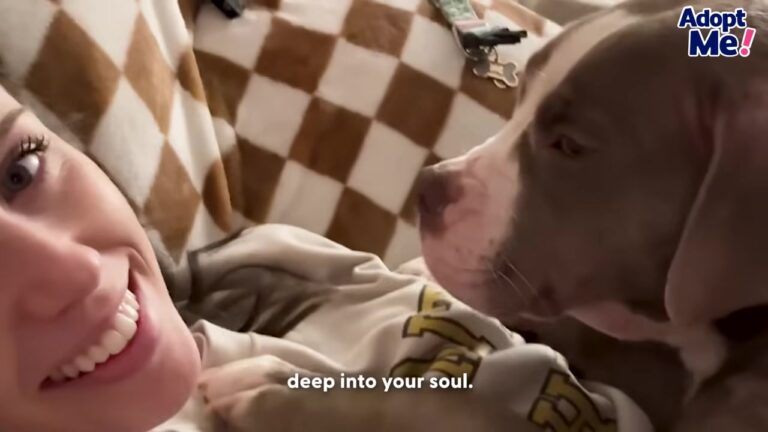 Heartbroken Texas Dog Was Left Shivering In The Texas Cold After Being Turned Away From A Car