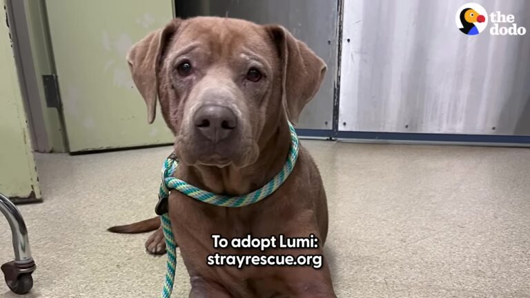 Terrified Missouri Dog Wandered The Streets Alone, Shivering As She Kept Her Distance From Everyone