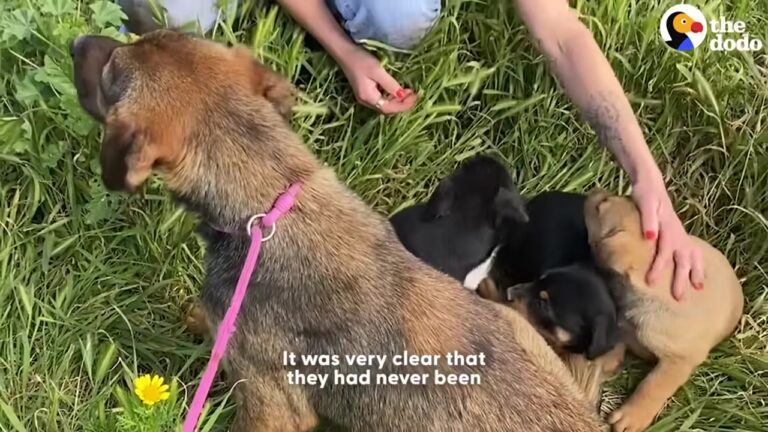 California Dog Hid Her Puppies In A Fox Den Until Rescuers Made A Heart-Stopping Discovery