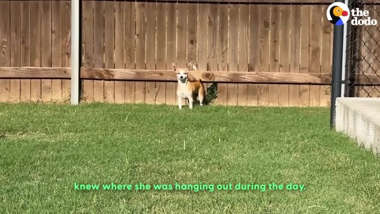 Lonely California Dog Bella Kept Sneaking Through A Fence Until One Family Realized Why She Wouldn’t Leave