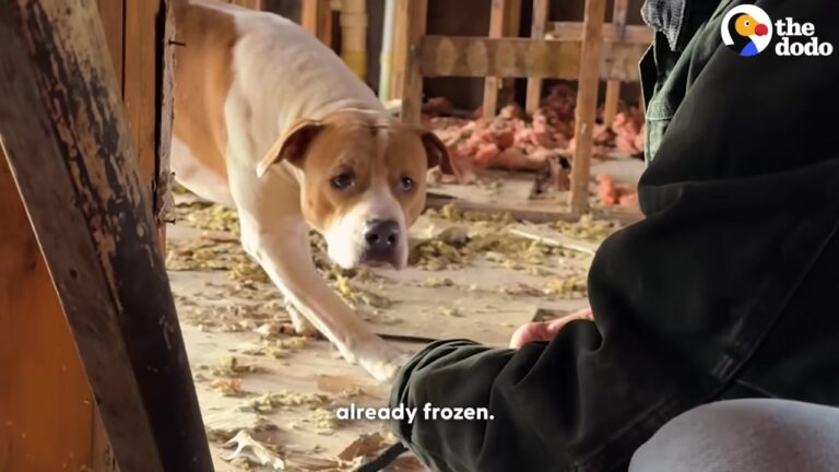 Lonely Missouri Dog Was Left Alone In An Abandoned House As A Massive Snowstorm Approached