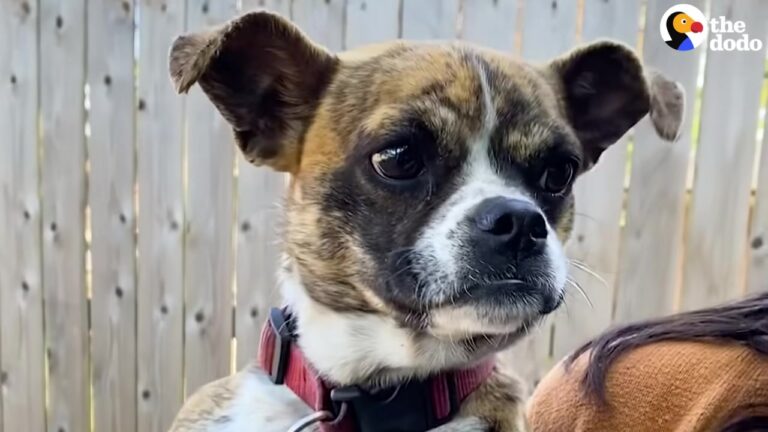 Frightened Texas Dog Was Alone By The Road, But Her Reaction To A Stranger Was Unexpected