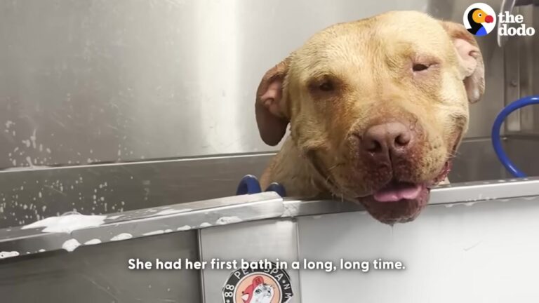 Lonely Stray Dog Roamed Texas Streets With Sore Eyes, Then Leaned Into A Rescuer For Something She Needed