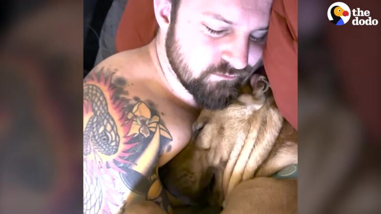Hopeful California Pit Bull Waited On A Bed While His Friend Left After Just Eight Days