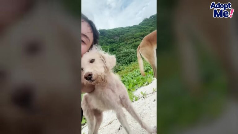 California Shelter Dog Covered In Dirt Does Something Unexpected When A Rescuer Approaches His Kennel