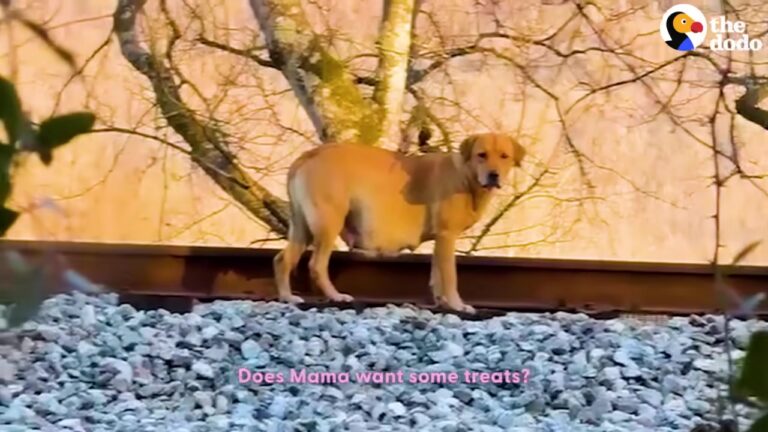 Heartbroken Georgia Dog Kept Vanishing Into The Woods While Her Rescuer Tried Something No One Expected