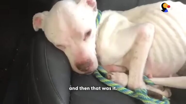 Frail Arizona Dog Could Barely Stand After Being Left Behind, But Her Foster Mom Tried Something Unexpected