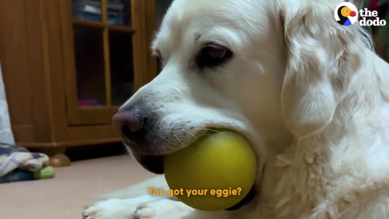 California Dog Has A Very Unusual Obsession, And Even His Vet Is Completely Charmed