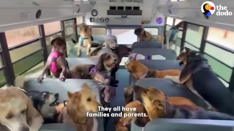 Wisconsin Woman Upgrades To A Bus For Her Dog Pack, But One German Shepherd Holds A Special Place In Her Heart