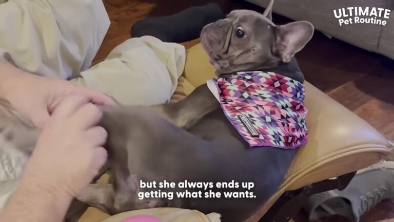 Ohio Dog Has The Most Hilarious Daily Routine To Show Her Dad Exactly Who Is Boss