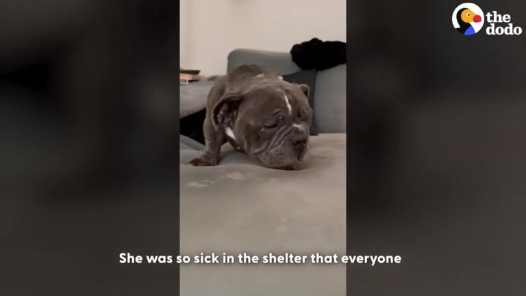 Texas Woman Takes In Sick Senior Bulldog, But A Surprising Diagnosis Reveals The Sweetest Truth