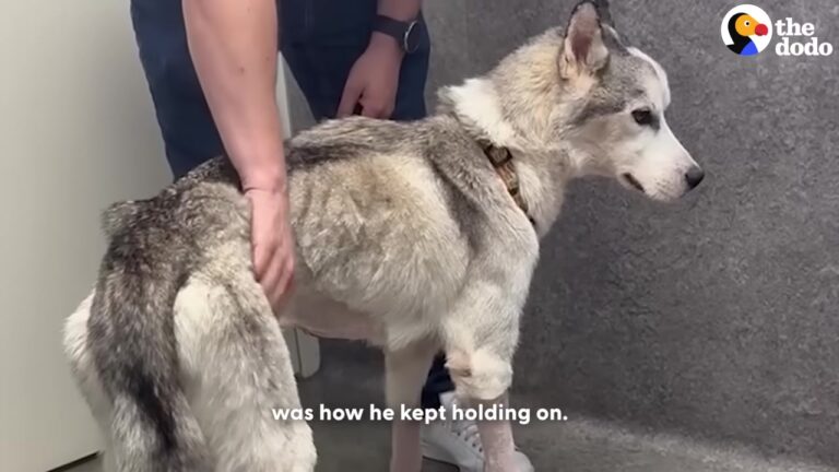 Heartbroken Texas Dog Spent Eight Months Alone Before His Condition Left Everyone Stunned