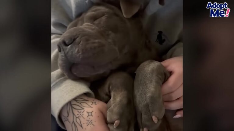 Pennsylvania Dog Abandoned At A Garbage Facility Finds A Clever Way To Survive The Coldest Night