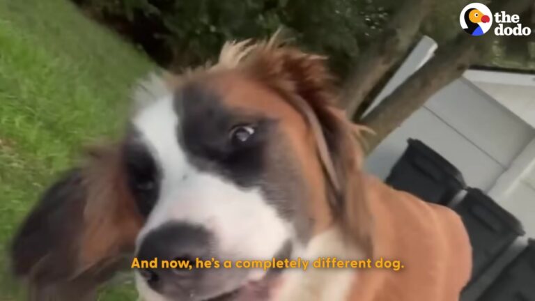 Injured Dog Could Barely Walk Through The Georgia Woods When He Suddenly Met Someone Special
