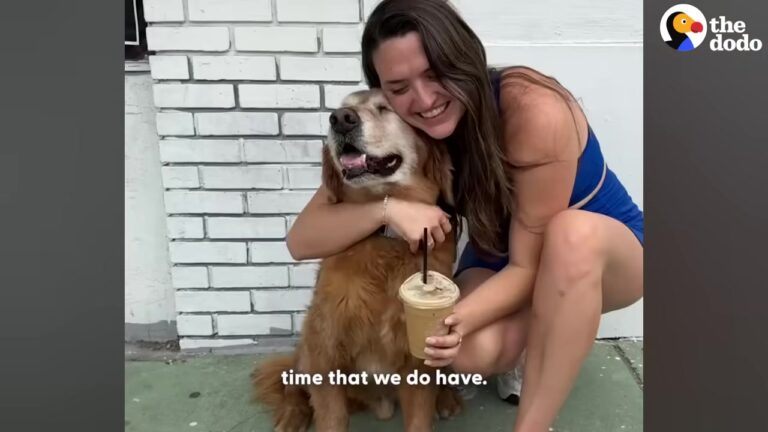 Aging California Dog Struggled To Reach The Couch, And His Mom Came Up With An Unexpected Idea