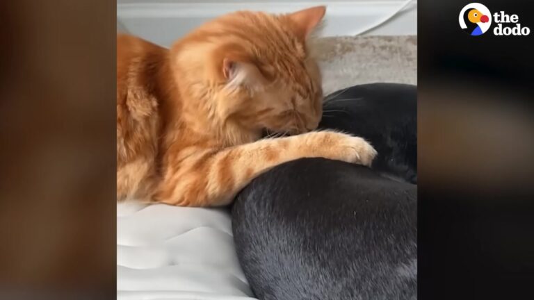 Texas Cat Was Unsure Of His New 90-Pound Brother, But One Look In The Kennel Changed Everything