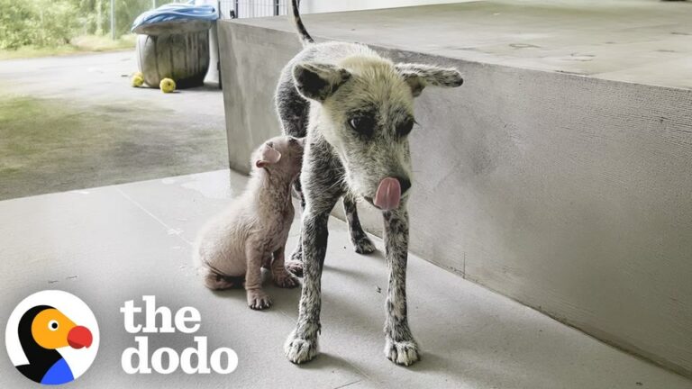 Terrified Hairless Mother Waited On A California Beach While Guarding Something Beneath The Driftwood