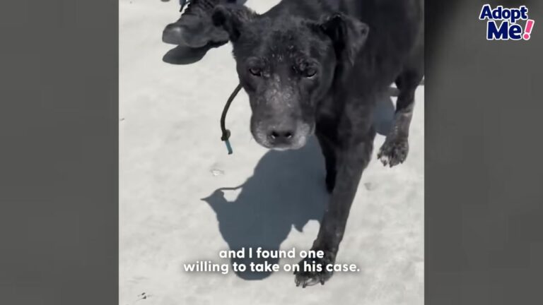 Texas Dog Was Emaciated And Covered In Scabs, Yet His Unforgettable Smile Saved His Life