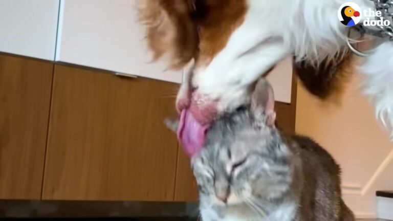 Nervous Pennsylvania Dog Pressed His Nose Against A Bedroom Door, Waiting To Meet His New Housemate