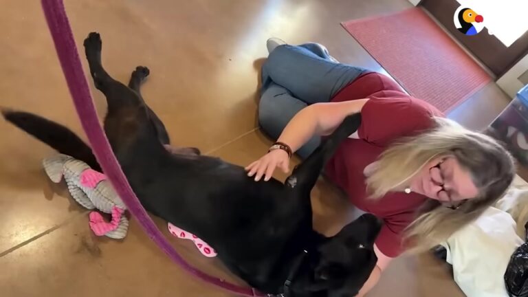 Pennsylvania Dog Waited A Year In The Shelter Until One Viral Photo Changed His Life Forever