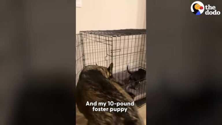 Tiny California Puppy Was Left On The Side Of The Road In A Box, But Her Next Chapter Started With A Surprising Encounter