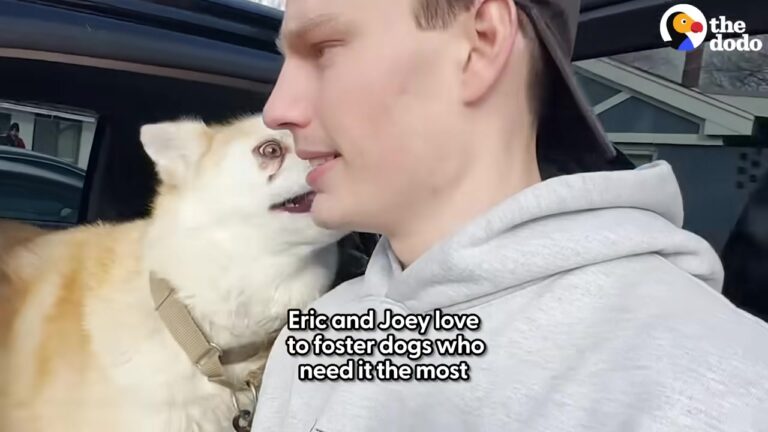 Heartbroken Dog Spent Nearly Six Years Behind Illinois Shelter Bars Before Something Unexpected Happened