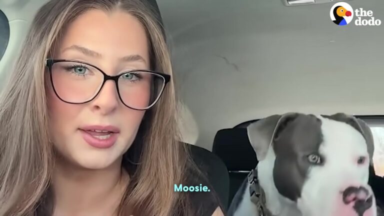 Heartbroken California Dog Was Returned Twice Before His Painful Leg Led To An Unexpected Decision