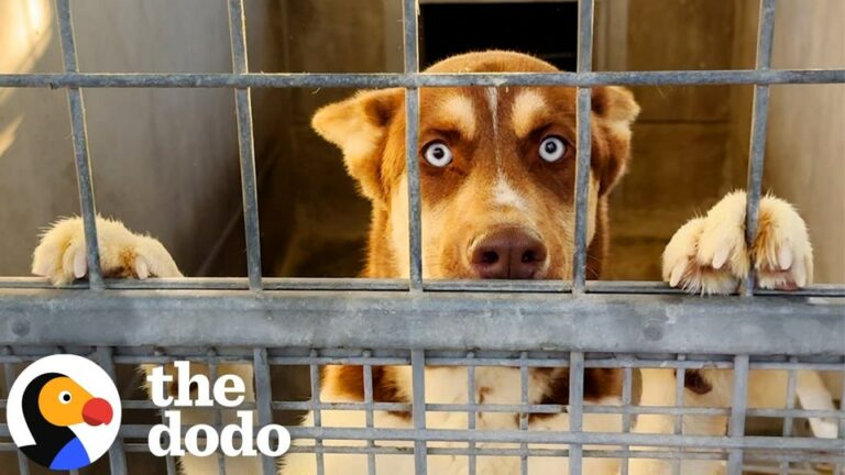 California Family Assumed This Puppy Wouldn’t Need Them, Until They Saw Him Again