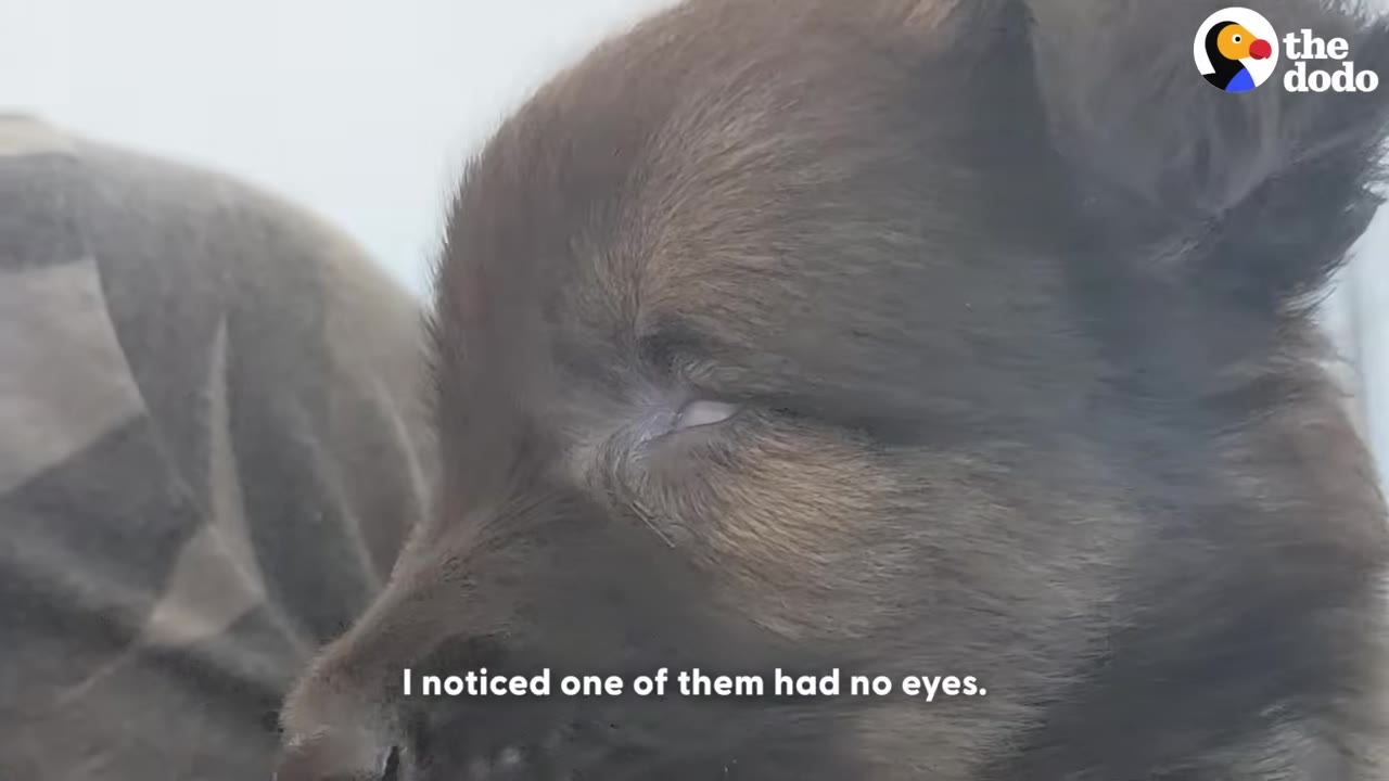 A close-up of a small brown puppy's face, showing its closed eye area, with the text 'I noticed one of them had no eyes' at the bottom.