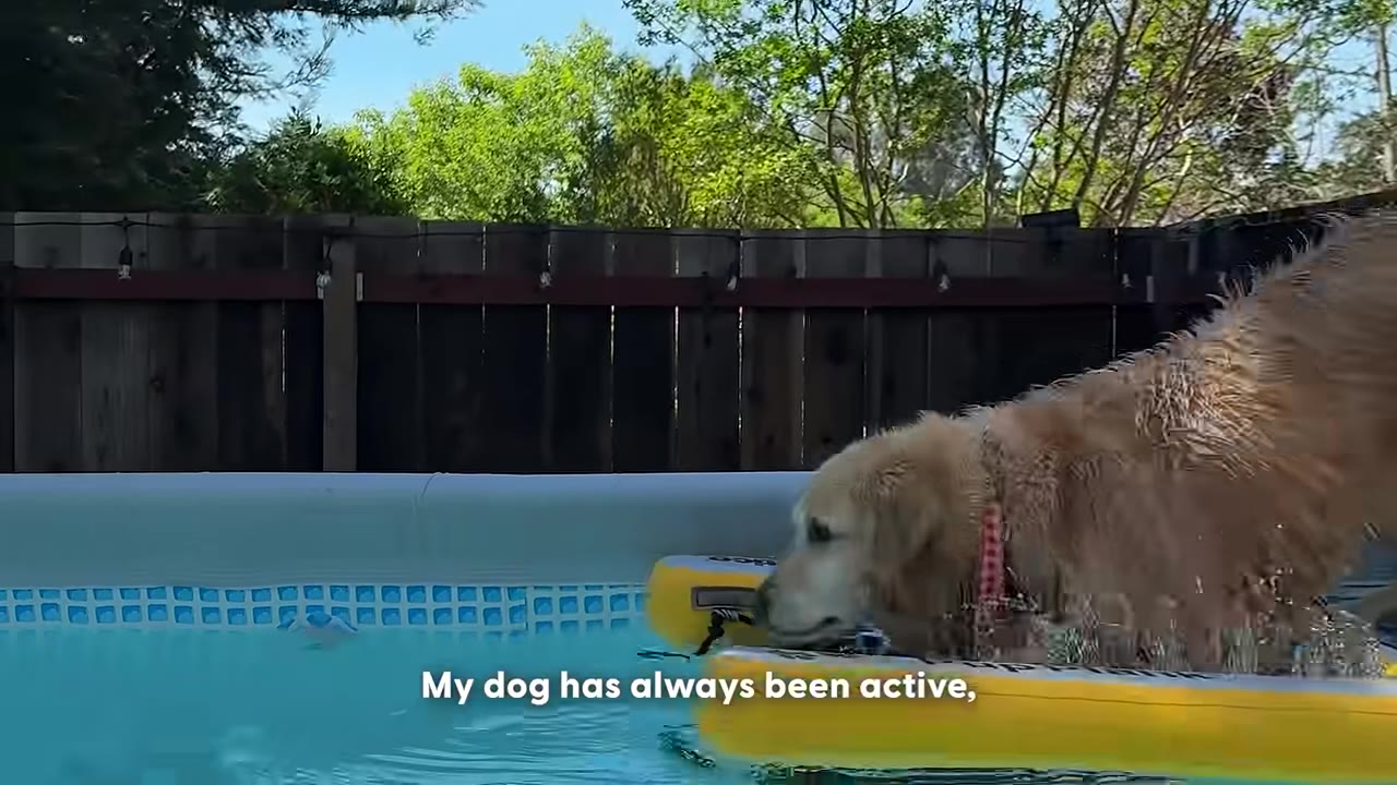 A golden retriever dog named Oatmeal climbs onto a yellow float in a backyard swimming pool.