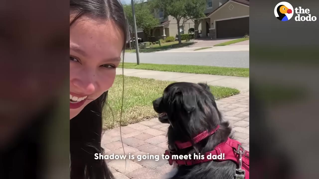 A smiling woman next to a black dog wearing a red harness on a paved walkway.