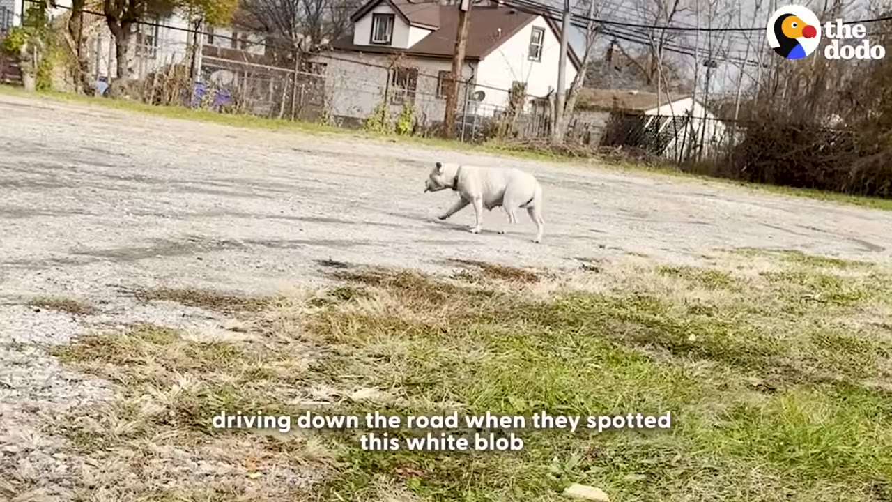 A white dog walks across a paved road in a residential area.