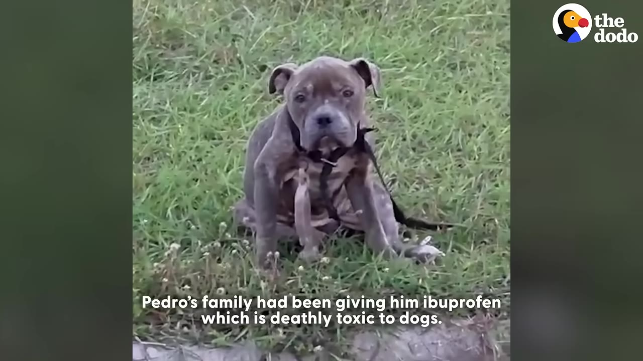A small, grey puppy with a black collar sits in the grass, looking directly at the camera with a sad expression.