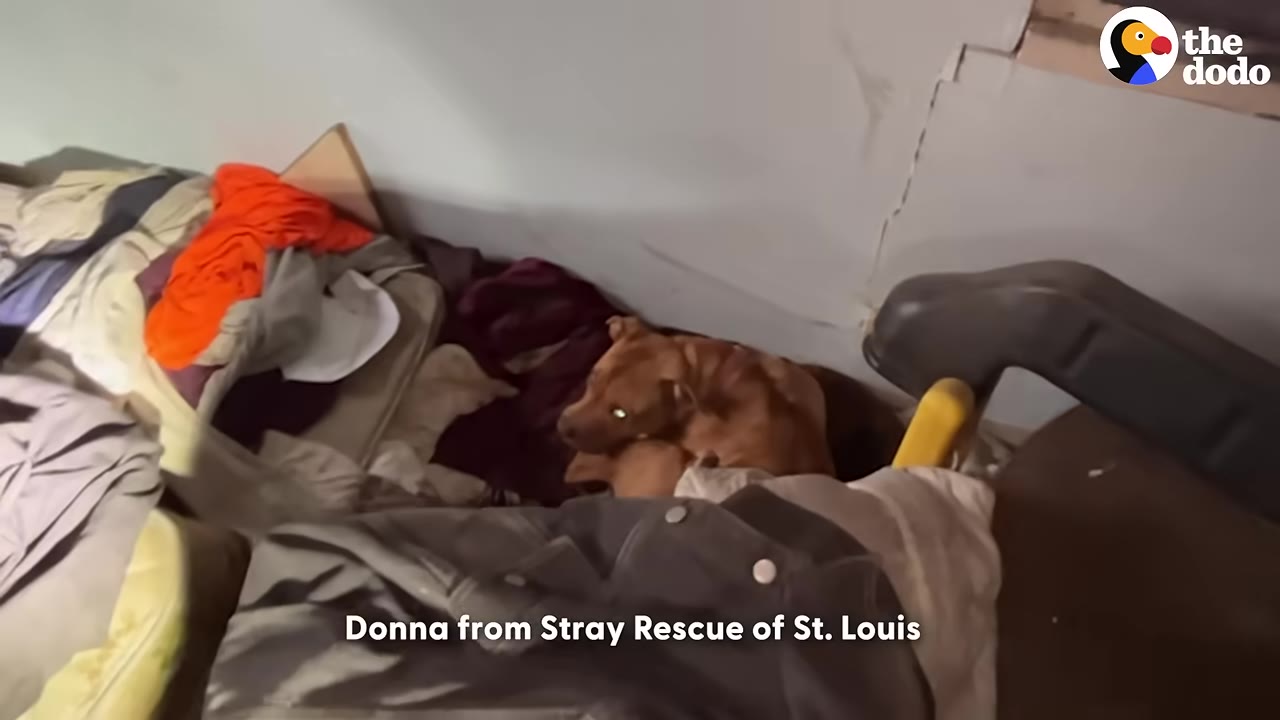 A brown dog curled up amidst piles of clothes and blankets inside a messy room.