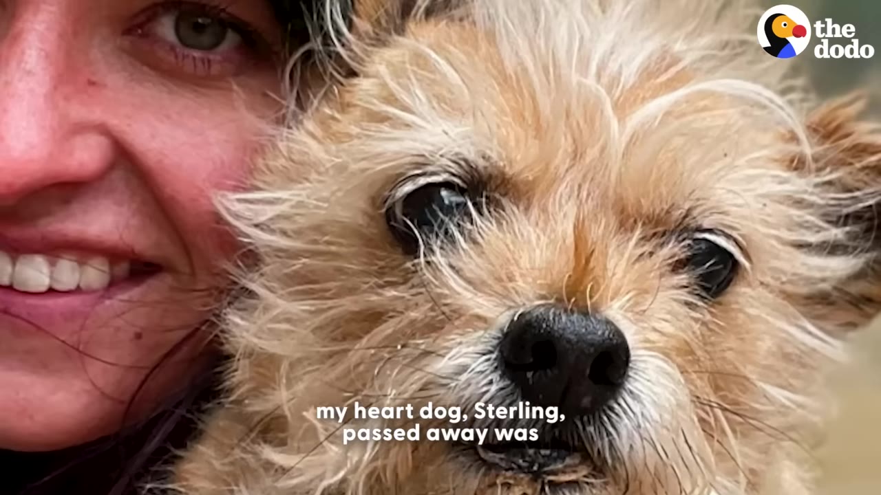 A close-up photo of a smiling woman next to her scruffy, light-brown dog, Sterling, with text overlay reading 'my heart dog, Sterling, passed away'.