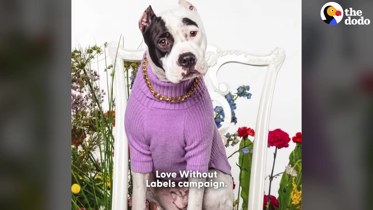 A black and white pit bull wearing a purple turtleneck sweater and a gold chain collar sits on a white chair in front of a floral background.