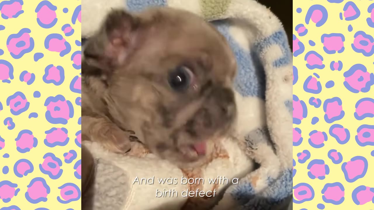 A close-up of a tiny French Bulldog puppy wrapped in a blanket, with text overlay reading 'And was born with a birth defect'.