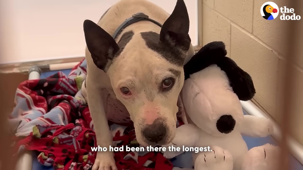 A black and white dog with pointed ears sits in a shelter kennel next to a Snoopy plush toy, looking directly at the camera with a sad expression.