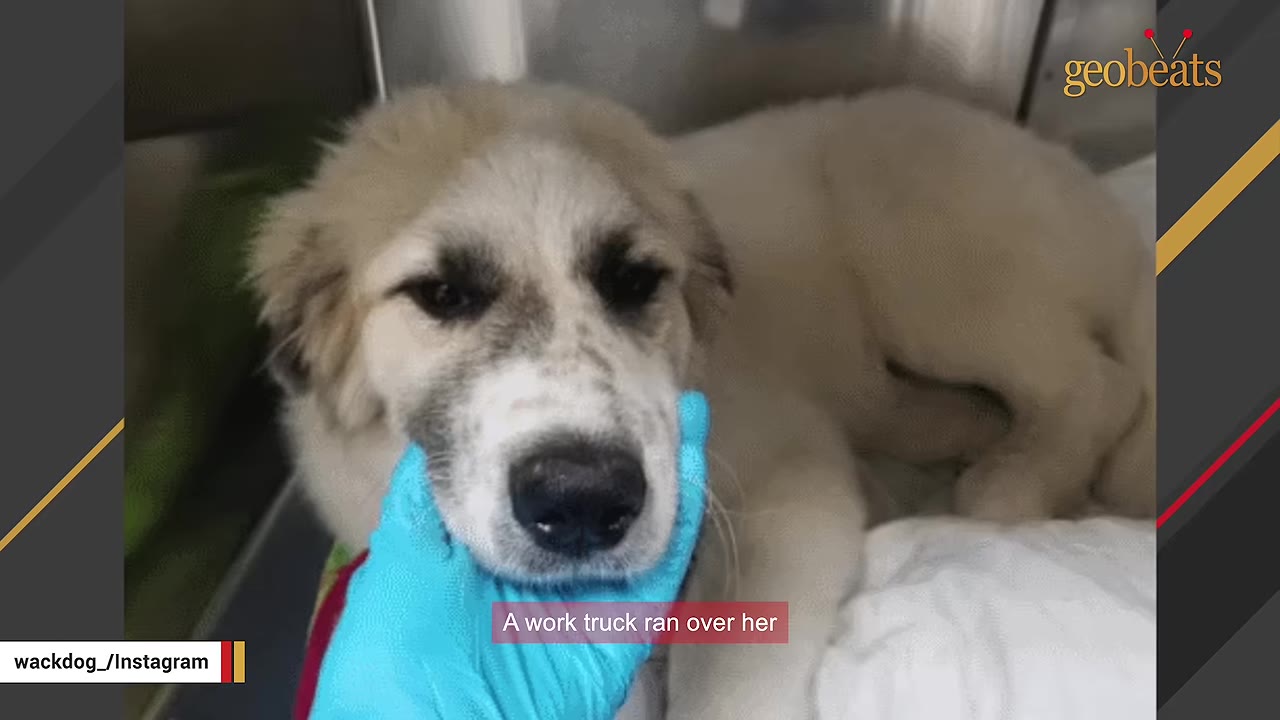A young, white Great Pyrenees puppy lies down on a veterinary bed as a gloved hand gently cradles her chin.