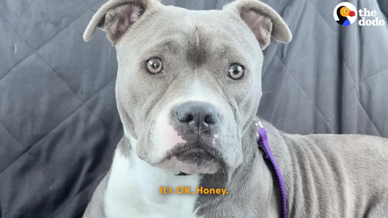 A close-up of a grey and white pit bull-type dog with wide, worried eyes looking directly at the camera.