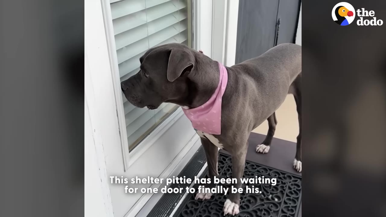 A grey pit bull wearing a pink bandana stands on a doormat, looking through the glass of a door with white blinds.