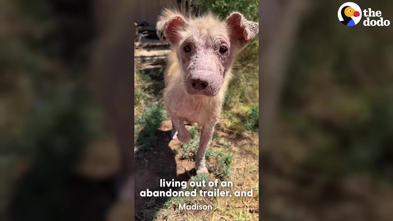 A small, sick puppy with severe hair loss and crusty skin walking outdoors on dry grass.