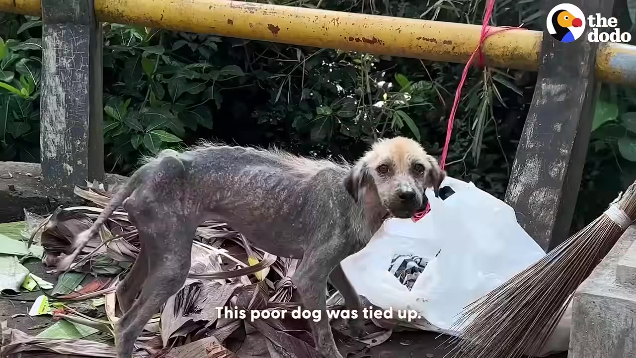A severely malnourished, hairless dog with a red collar is tied to a yellow railing on a bridge, standing near a white plastic bag and looking directly at the camera.