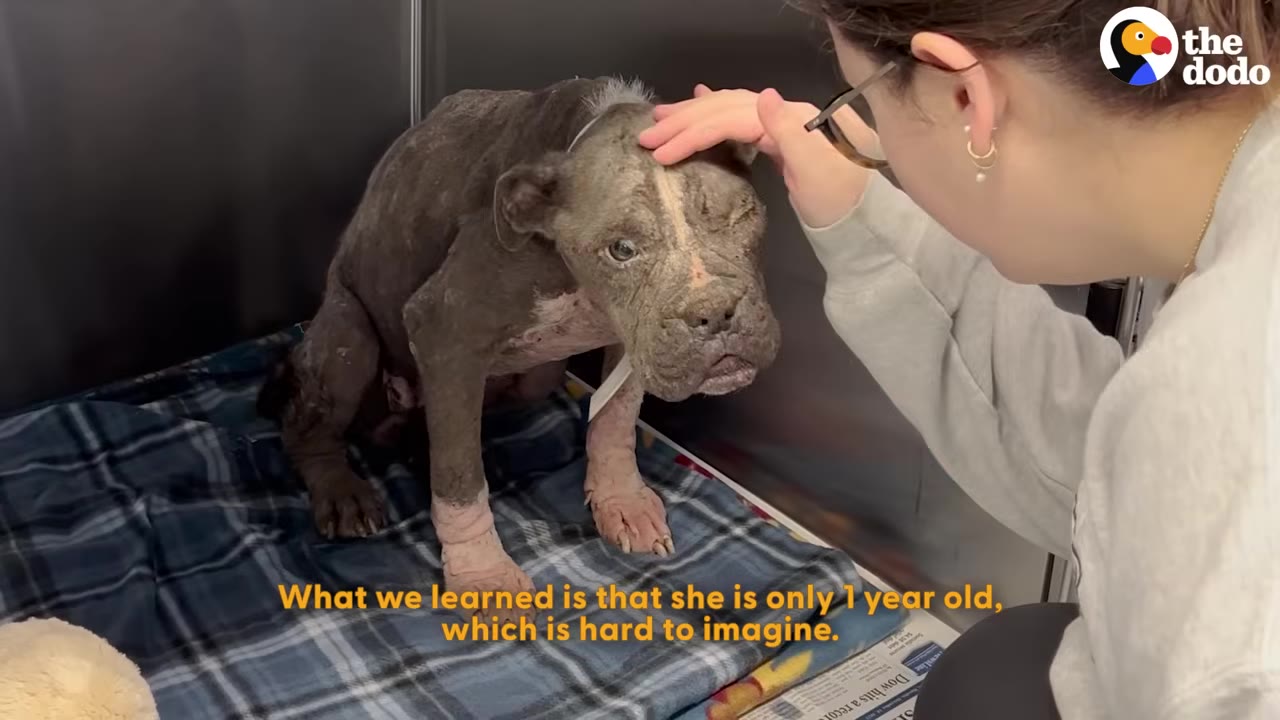 A thin, gray dog with severe skin issues sits on a blue plaid blanket while a person gently pets her head.