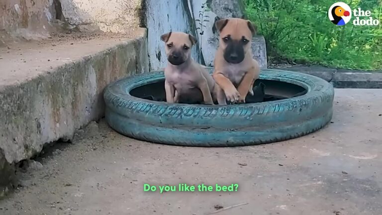California Woman Finds Two Abandoned Puppies At A Temple And Refuses To Break Their Special Bond