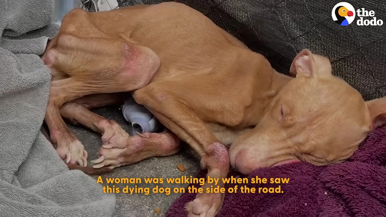 An extremely emaciated, light brown dog curled up on the ground next to a grey towel and a purple blanket.