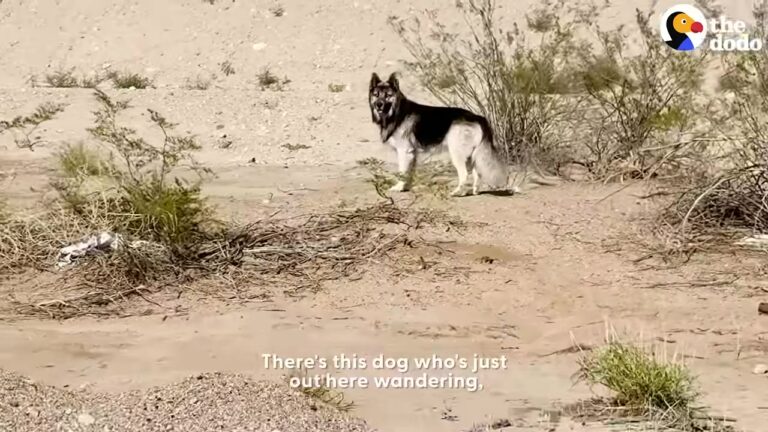 Heartbroken California Dog Was Left To Wander The Streets After His Family Was Suddenly Deported