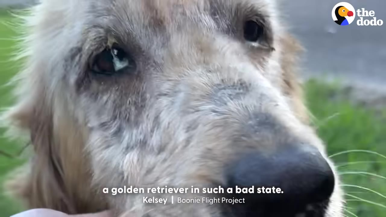 A close-up of a stray golden retriever with sad eyes and matted, dirty fur on its face.