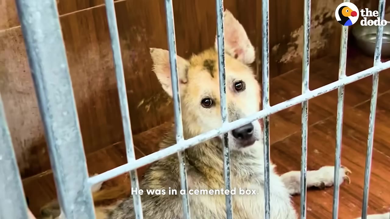 A light brown and white dog with sad eyes looks out from behind the metal bars of a cage.